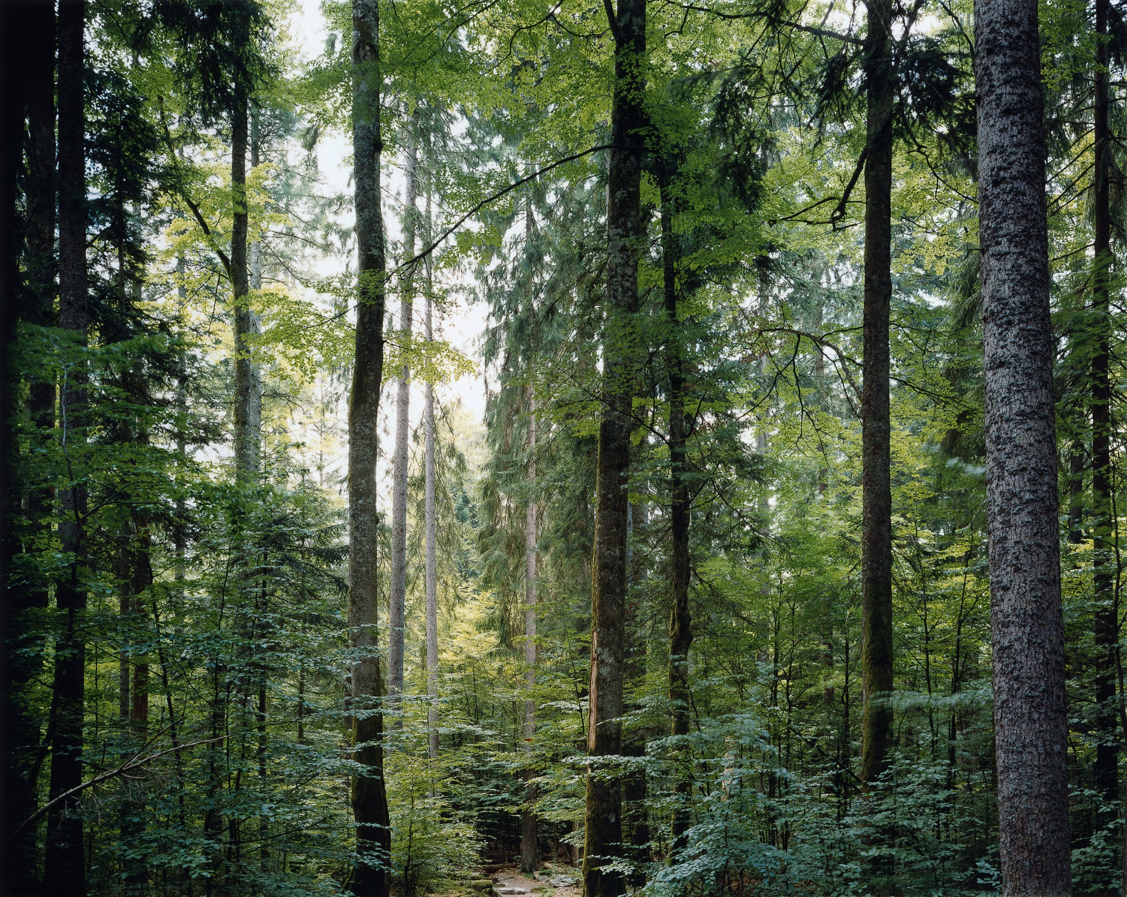 Thomas Struth, Paradise 19, Bayerischer Wald, Deutschland 1999, 1999, © Thomas Struth